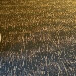 Commercial - Carpet